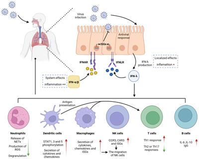 Interferon lambda in respiratory viral infection: immunomodulatory functions and antiviral effects in epithelium